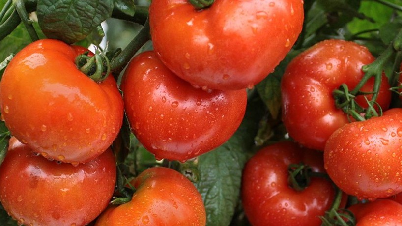 bea tomate estigo.jpg